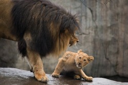 mannigy:  chaos-and-cookies:  baemax2:  sixpenceee:  A male lion scolds his son! (Source)  Damn Simba’s been in the elephant graveyard again  He doesn’t look sorry at all  “Damn, dad alright.. I’ll stop fucking with the giraffes”