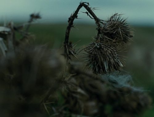 crumbargento:Wuthering Heights - Andrea Arnold porn pictures