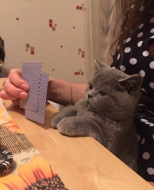 friskyflamingo:  this cat has a great pokerface  