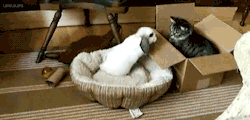 thebabyanimals:  beautiful blog full of baby animals!