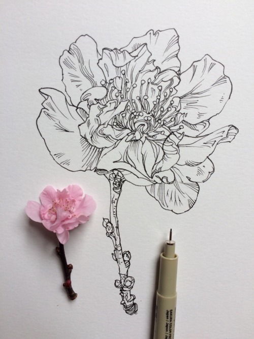 noelbadgespugh: ink &amp; watercolor