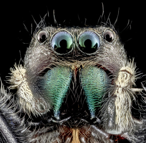 devidsketchbook: REMARKABLE MACRO PHOTOS OF INSECT SAM DROEGE | USGS Bee Inventory and Monitoring Sa