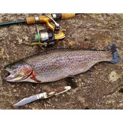 pocketdump-patrol:  GEC #38 Grinling Whittler in stag #knivesshipfree #greateasterncutlery #edc #everydaycarry #pocketdump #slipjointparadigm #stagknife #rainbowtrout #fishing #daiwa #daiwareels by ron.dean.142 https://instagram.com/p/2TwXC3QzDj/ Have