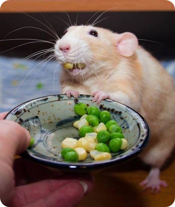 comamaissalada:  Coma vegetais e não prejudique ninguém! :)
