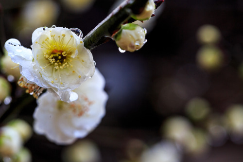 Baikasai 2016 + ume blossoms at Kitano Tenmangu shrine, by Prado Prado’s pictures always make me wis