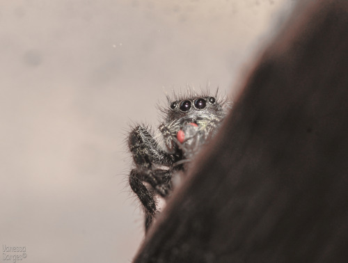 So, for Save a Spider Day on March 14th - I saved a spider.  This is a local Phidippus audax who was