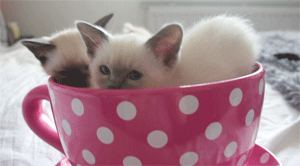 okithecat:  hanawasakura:  Kittens in a teacup  I live with these guys… they sometimes try to steal MY boxes 