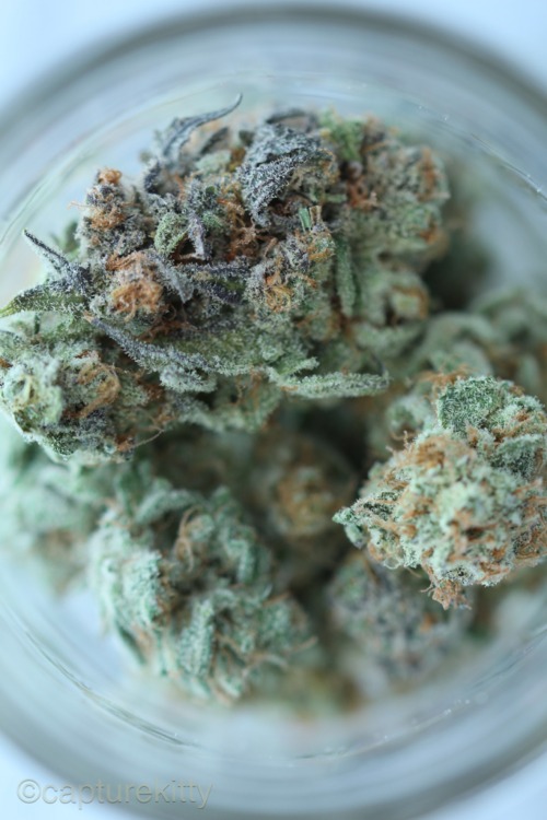 capturekitty:  Snowy nuggets