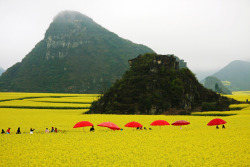 odditiesoflife:Rapeseed Flower Fields, ChinaThe