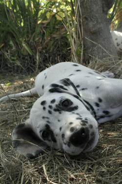 misterwooff:  Dalmatian Puppy 003 by Katherine