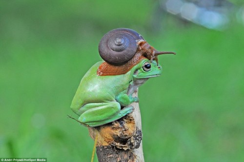 magicalnaturetour: (via Photographer captures moment snail perches on Australian tree frog in Indone