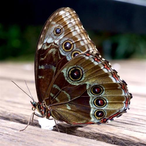 Giant Owl Butterfly.