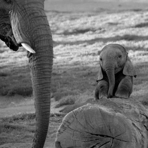 snowprincess-kittykolorz:thehappysorceress:fullofwhoa:venera9:Baby Elephants!babbyThe sweeties!My bu