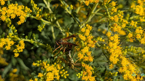 Northern Paper Wasp - Polistes fuscatusIt’s getting warmer and warmer with each new day in Toronto a