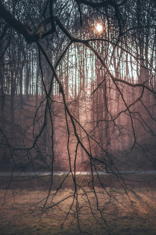 pixelcoder:Sun Stripped - German Woodlands - March...