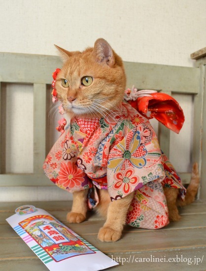 violetprince:Apelila, a gorgeous orange tabby from Tokyo, Japan, models beautiful handmade kimonos and yukatas made by her owners, Caroline and Laura. ❤
