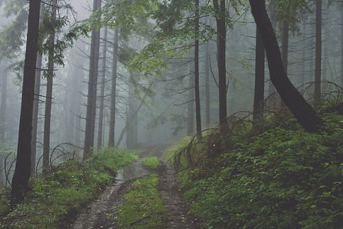 cinnamonthursdays: Misty Trail (I) By Karolina Koziel Website | Instagram | Pinterest | Tumblr