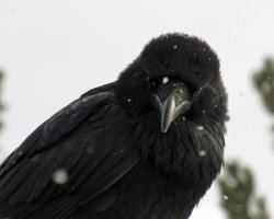 celtic-forest-faerie:  {Winter Raven Portrait} by {David W M M}