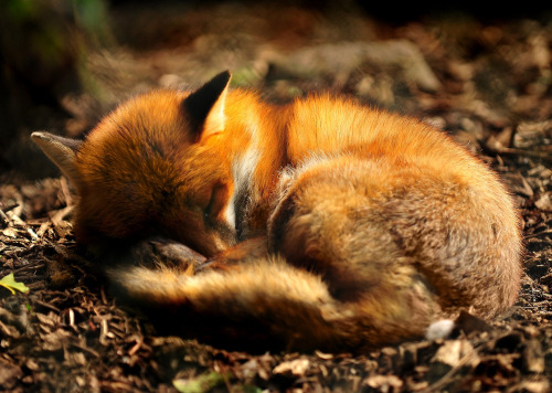 awkwardsituationist:  nap time. photos by porn pictures