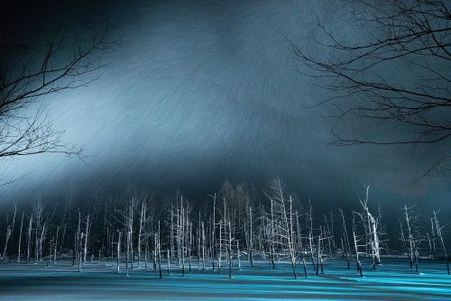 natgeoyourshot:
“Top Shot: Trees of Blue, Snow Falling Too  Top Shot features the photo with the most votes from the previous day’s Daily Dozen. The Daily Dozen is 12 photos chosen by the Your Shot editors each day from thousands of recent uploads....