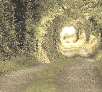 Tree Tunnel, Clare County, Ireland