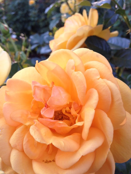 peach rose