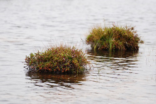 sammalsiipi: Wind and rain Saariselkä, Finland August 2016