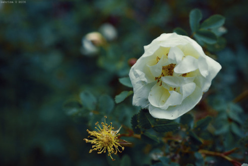 cherokee rose