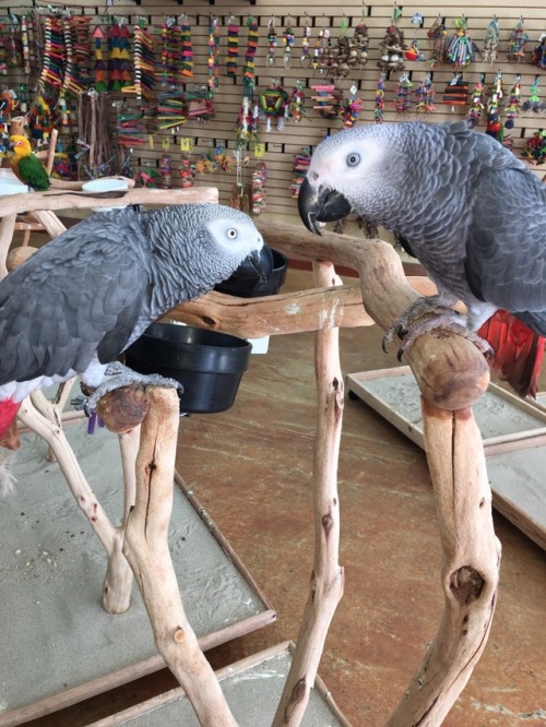 we brought misfit back into the store and he met another grey! (he’s the one on the right)