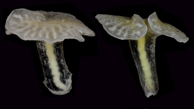 smartpeopleposting:  Deep sea ‘mushroom’ may be new branch of life A mushroom-shaped