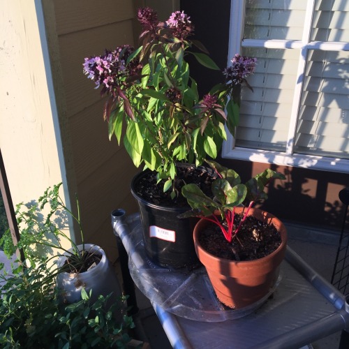 megvn-vshley:Courtney’s boyfriend has the best garden on their balcony // November 2016