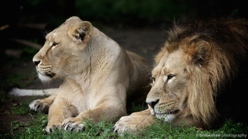 brookshawphotography:“Me and my girl…”A few lovely moments with the Asiatic Lions at Che
