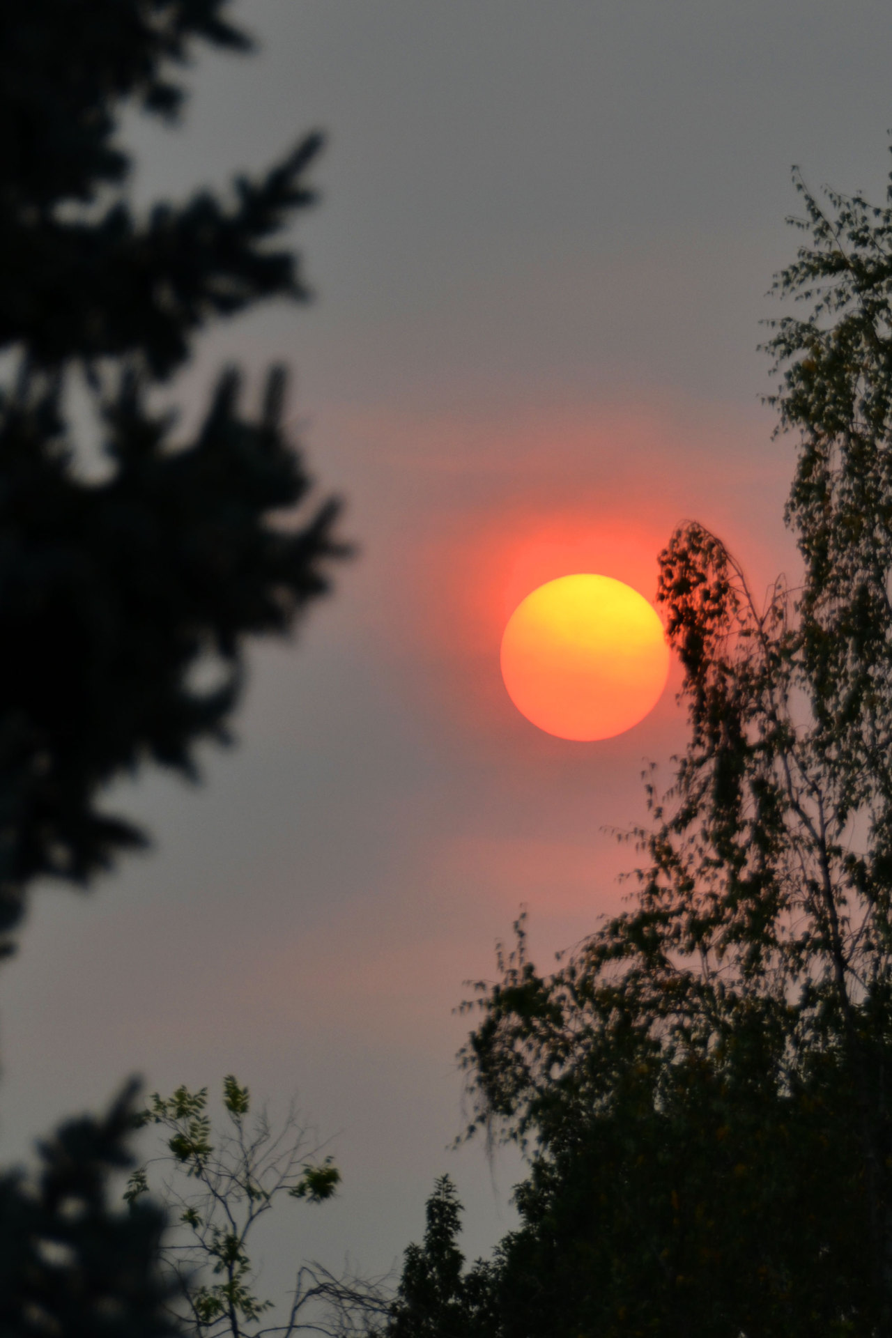 This was the sun this morning over Portland, Oregon. It was HUGE and copper orange, due to smoke from the Estacada forest fire.
Picture taken from our front yard.