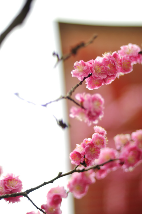 fuckyeahjapanandkorea:  at Kiyomizudera (by Meg Foto Japão)