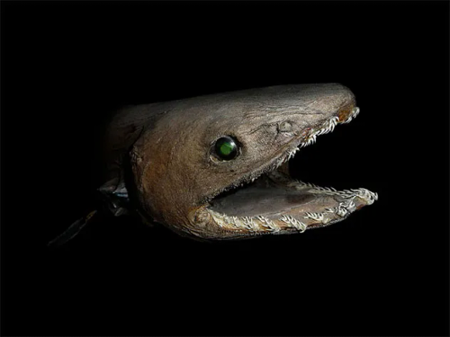 There Are Frilled Sharks.