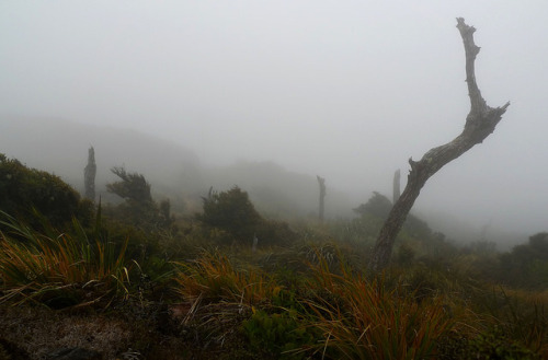 misty hilltop by ramonarifkin on Flickr.