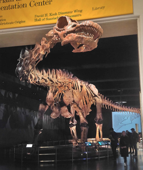 cloudair-paleontology:Patagotitan mayorum. Cretaceous. Argentina  American Museum of Natural History