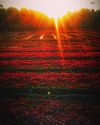 #spinach #farm #kerala #trivandrum #vavvamoola #cyclinglife #eveningride #red #sunset (at Vellayani)https://www.instagram.com/p/B8DfWU2ALmV/?igshid=4fcjzs7y7nb2