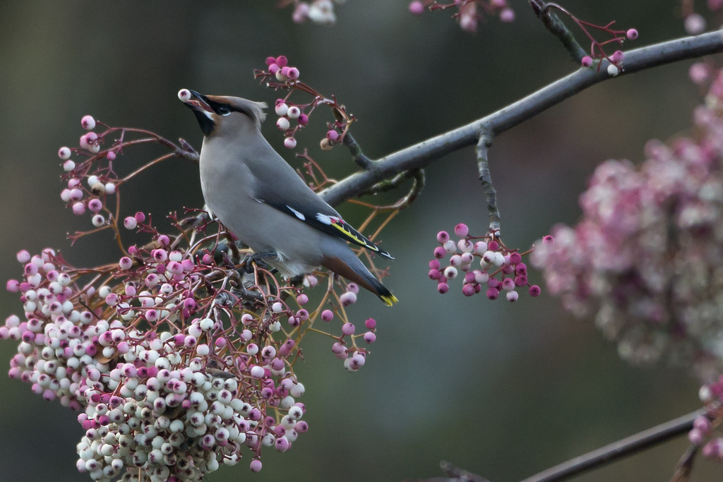 awkwardsituationist:  every december, waxwings descend on great britain from their