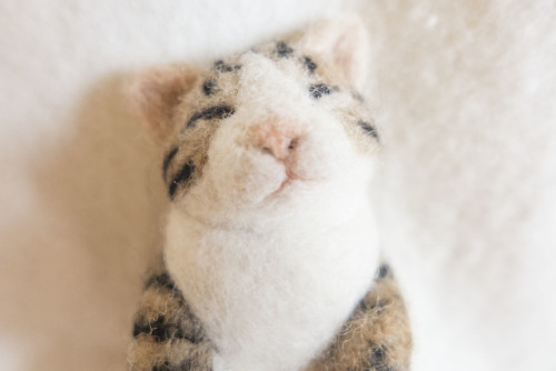 Sleeping tabby brooch available at my Etsy shopShe’s asleep ‐ω‐