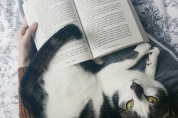 b00kishfantasy:  Reading with cats 