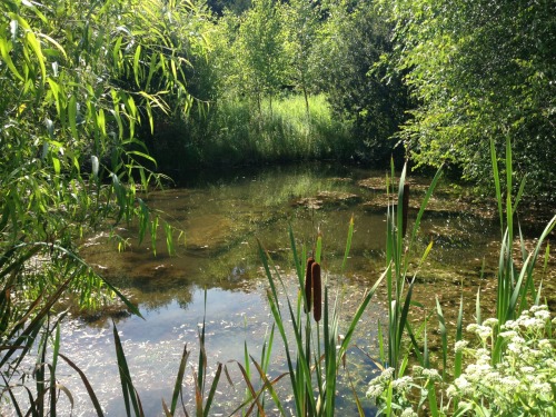 One of the ponds where I worked over the summer
