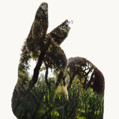 asylum-art-2: Multiple Exposure Photographs by Christoffer Relander lPhotographer Christoffer Reland