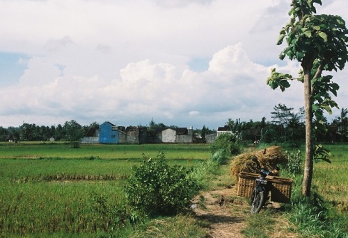 Rice paddies II - Kodak Portra 800, Minolta Dynax 5000i - Yogyakarta, Indonesia - February 2018