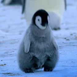 headlikeanorange:  An emperor penguin chick calling for its parents. (Penguins: Spy in the Huddle - BBC) 