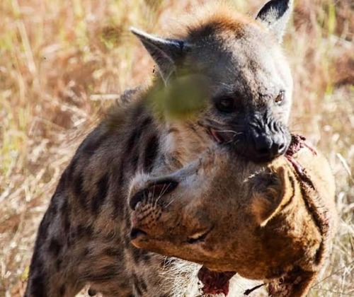 themacabrenbold:#Hyena carrying lion’s head #moodhttps://www.instagram.com/p/CB1BM5rpcrkwZf5z6HaB7bB