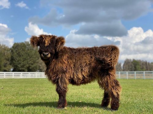 fuzz puffs in warmer daysheilan coo calves via cow creek farm