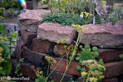 biodiverseed:  The chicks and hens (sempervivum) help to anchor the soil between the bricks of the herb spiral.   Here in their second year, each plant has sent out a multitude of little clones (lateral rosettes). Hopefully, they will one day overwhelm