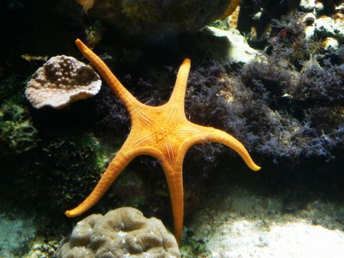 Sea stars in a tank at James Cook University, Townsville. Photographer: Melanie Wood