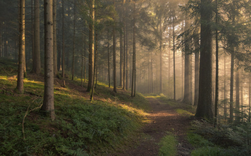 A magical morning by Guido